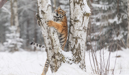 Siberian tiger, Panthera tigris altaica, male with snow in fur. Tiger Usurian in a wild winter landscape. Attacking predator in action. 