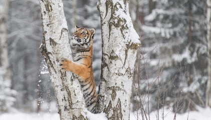 Siberian tiger, Panthera tigris altaica, male with snow in fur. Tiger Usurian in a wild winter landscape. Attacking predator in action. 