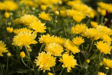 chrysanthemum, a lot of yellow flowers in the open air, selective sharpness