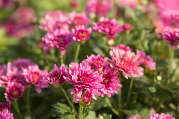 chrysanthemum, many lilac flowers in the open air, selective sharpness