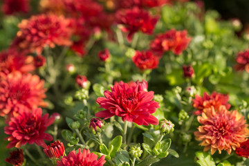 chrysanthemum, a lot of red flowers in the open air, selective sharpness