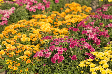 chrysanthemum, a lot of purple and yellow flowers in the open air, selective sharpness
