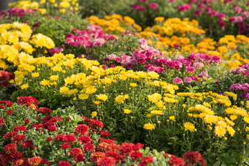 chrysanthemum, a lot of purple and yellow flowers in the open air, selective sharpness