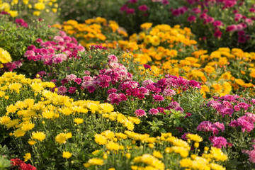 chrysanthemum, a lot of purple and yellow flowers in the open air, selective sharpness