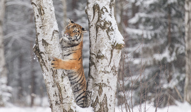Siberian tiger, Panthera tigris altaica, male with snow in fur. Tiger Usurian in a wild winter landscape. Attacking predator in action.