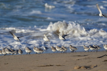 Bécasseaux sanderling