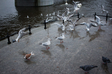seagulls on the lake photo