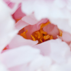 beautiful gentle peony with pink petals, macro