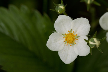 beautiful white flower of wild strawberry