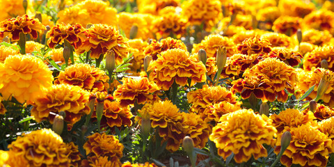 lush bright flowers marigolds growing on a lawn or a flower bed in a summer sunny park
