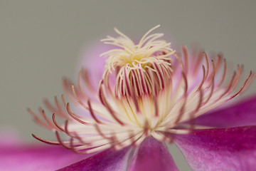 Obraz premium beautiful delicate flower of red Cleome