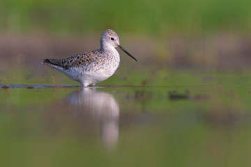 Marsh sandpiper (Tringa stagnatilis)