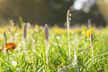 Photo sur Plexiglas Crocus Tautropfen auf blühenden Krokussen im Frühling