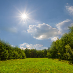beautiful summer forest glade scene