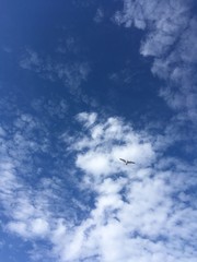 winter sky with clouds and seagull