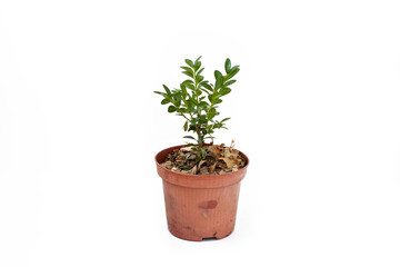 Buxus sprout in pot isolated on white background.