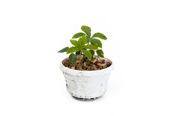 Helleborus sprout in flowerpot isolated on white background.