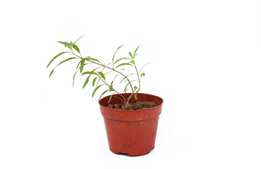 Small caryopteris clandonensis sprout in plastic pot on white background