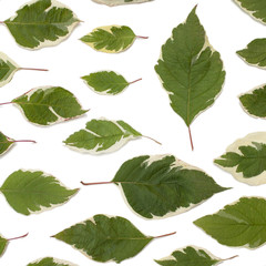 Creative arrangement of dogwood green leaves (cornus alba) on white background. Flat lay, top view.