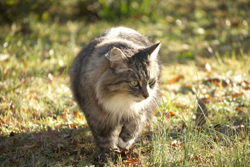 Naklejka na ściany i meble A main coon cat on the backyard