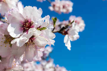 Horizontal View of Close Up of Almond Tree Flowers On Blue Sky Background