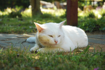 Naklejka na ściany i meble A white cat on the backyard