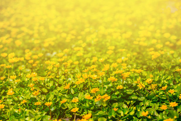 closeup green glade with flowers in a sunlight