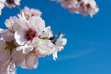 Fototapeta na wymiar Horizontal View of Close Up of Almond Tree Flowers On Blue Sky Background. Copy Space