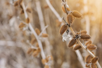 Dry bush burdock with spines, winter sunset view