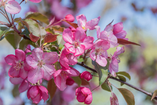 Zweig mit rosa Zierapfelblüten
