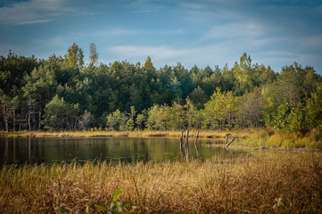 summer-autumn landscape. coast of a small lake with a creeper, bushes and coniferous forest under a blue sky