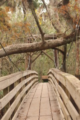Suspension Bridge in the Woods / Forest Trail 