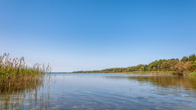 summer landscape. view of the coast of a large lake with a cane in shallow water under a clear blue sky
