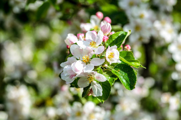 apple blossom