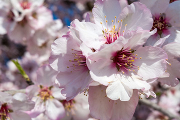 Horizontal View of Close Up of Almond Tree Flowers On Blur Background