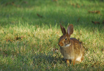 Closeup to a neighbor bunny
