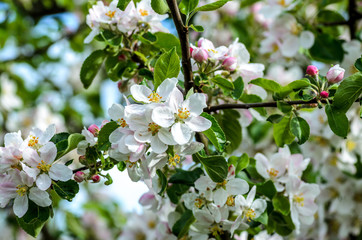 apple blossom