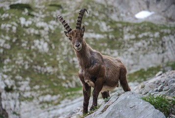 Male Ibex in Julian Alps