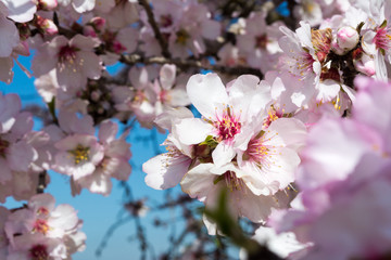 Obraz premium Horizontal View of Close Up of Almond Tree Flowers On Blur Background
