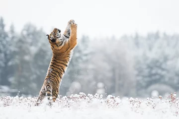Rolgordijnen Young Siberian tiger playing with snow © Ivana Tačíková