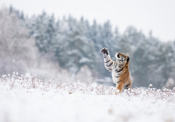 Young Siberian tiger playing with snow