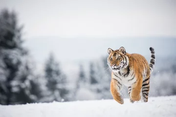 Zelfklevend Fotobehang Jonge Siberische tijger die over sneeuwvelden rent © Ivana Tačíková