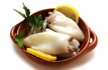 Loligo vulgaris Kalmari Calamar European squid Calamaro Gemeiner Kalmar Lula Calamari Calmar Обыкновенный кальмар lignja Lula-comum לוליגו שקוף  © Comugnero Silvana