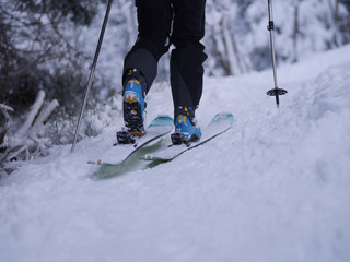 Rear view of person skiing in forest