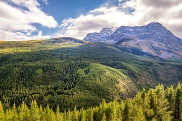 Fototapeta premium Autumn Larch Trees in Banff National Park near Lake Louise