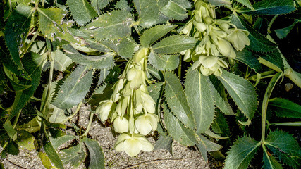 Corsican Hellebore closeup 3.