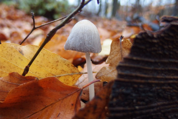 Grzyb czernidłak pospolity Coprinopsis atramentaria © Iwona