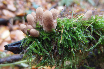 Grzyb purchawka gruszkowata Lycoperdon pyriforme © Iwona