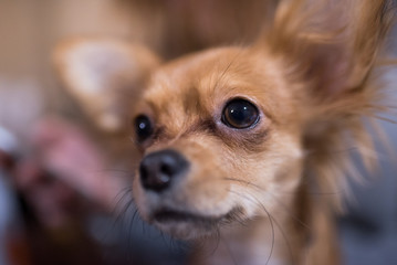 Beautiful close up portrait of an adorable chihuahua dog