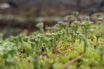 Porost chrobotek strzępiasty Cladonia fimbriata